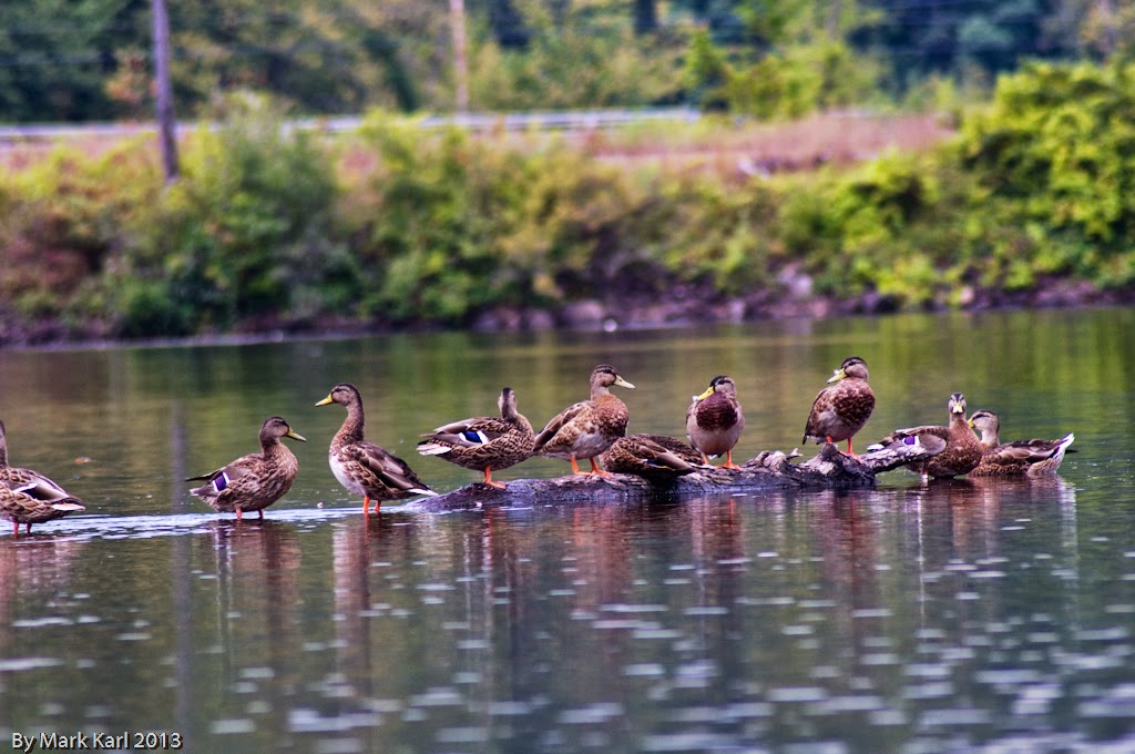 Connecticut River Kayak trip Wilson's Landing North, September 1, 2013